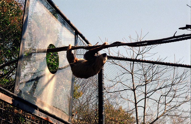 ナマケモノ：Nikon F100、Ai AF Zoom Nikkor 28-105mm F3.5-4.5D(IF)、プログラムAE、L37C、マルチパターン測光、富士フイルム PRO 400H、Nikon SUPER COOLSCAN 5000ED、Digital ROC "1"