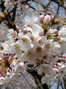 桜、March 2006