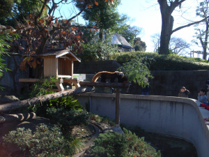 レッサーパンダ（横浜市立野毛山動物園）：GR DIGITAL、28mm相当、F3.5、1/310sec、ISO64、-0.3EV