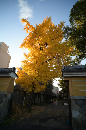 【写真2】蓬莱山 徳源寺(名古屋市東区):Nikon Z6、Voigtlander COLOR-SKOPAR 21mm F4 P、F8、絞り優先AE、1/40秒、ISO-AUTO(ISO 100)、AWB(8200K)、マルチパターン測光、 マニュアルフォーカス(MF)、手ぶれ補正ON(ノーマル)、高感度ノイズ低減:標準、ピクチャーコントロール:「ポートレート」、手持ち撮影、Rayqual LM-NZマウントアダプター、Kenko PRO1D plus プロテクター(W)フィルター、専用フード、JPEGからリサイズのみ 【写真2】蓬莱山 徳源寺(名古屋市東区):Nikon Z6、Voigtlander COLOR-SKOPAR 21mm F4 P、F8、絞り優先AE、1/40秒、ISO-AUTO(ISO 100)、AWB(8200K)、マルチパターン測光、 マニュアルフォーカス(MF)、手ぶれ補正ON(ノーマル)、高感度ノイズ低減:標準、ピクチャーコントロール:「ポートレート」、手持ち撮影、Rayqual LM-NZマウントアダプター、Kenko PRO1D plus プロテクター(W)フィルター、専用フード、JPEGからリサイズのみ