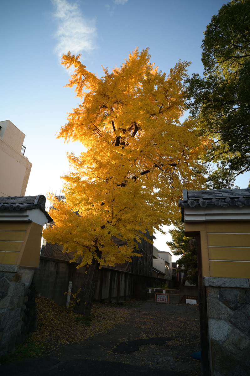 【写真2】蓬莱山 徳源寺（名古屋市東区）：Nikon Z6、Voigtlander COLOR-SKOPAR 21mm F4 P、F8、絞り優先AE、1/40秒、ISO-AUTO(ISO 100)、AWB（8200K）、マルチパターン測光、 マニュアルフォーカス（MF）、手ぶれ補正ON（ノーマル）、高感度ノイズ低減：標準、ピクチャーコントロール：「ポートレート」、手持ち撮影、Rayqual LM-NZマウントアダプター、Kenko PRO1D plus プロテクター(W)フィルター、専用フード、JPEGからリサイズのみ