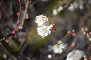 【写真3】傳通院（伝通院・でんづういん）（東京都文京区）：Nikon D610、Ai Nikkor 35mm F2S、F2開放、絞り優先AE、1/3200秒、ISO-AUTO(ISO 100)、AWB、ピクチャーコントロール：ポートレート、マルチパターン測光、マニュアルフォーカス（MF）、高感度ノイズ低減：標準、手持ち撮影、Nikon L37cフィルター、HN-3フード 
