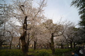 【写真5】鶴舞公園の桜(名古屋市昭和区):Nikon Z6、Voigtlander COLOR-SKOPAR 21mm F4 P、F5.6、絞り優先AE、1/80秒、ISO-AUTO(ISO 100)、AWB、マルチパターン測光、 マニュアルフォーカス(MF)、手ぶれ補正ON(ノーマル)、高感度ノイズ低減:標準、ピクチャーコントロール:ポートレート、手持ち撮影、Rayqual LM-NZマウントアダプター、Kenko PRO1D plus プロテクター(W)フィルター、専用フード 【写真5】鶴舞公園の桜(名古屋市昭和区):Nikon Z6、Voigtlander COLOR-SKOPAR 21mm F4 P、F5.6、絞り優先AE、1/80秒、ISO-AUTO(ISO 100)、AWB、マルチパターン測光、 マニュアルフォーカス(MF)、手ぶれ補正ON(ノーマル)、高感度ノイズ低減:標準、ピクチャーコントロール:ポートレート、手持ち撮影、Rayqual LM-NZマウントアダプター、Kenko PRO1D plus プロテクター(W)フィルター、専用フード