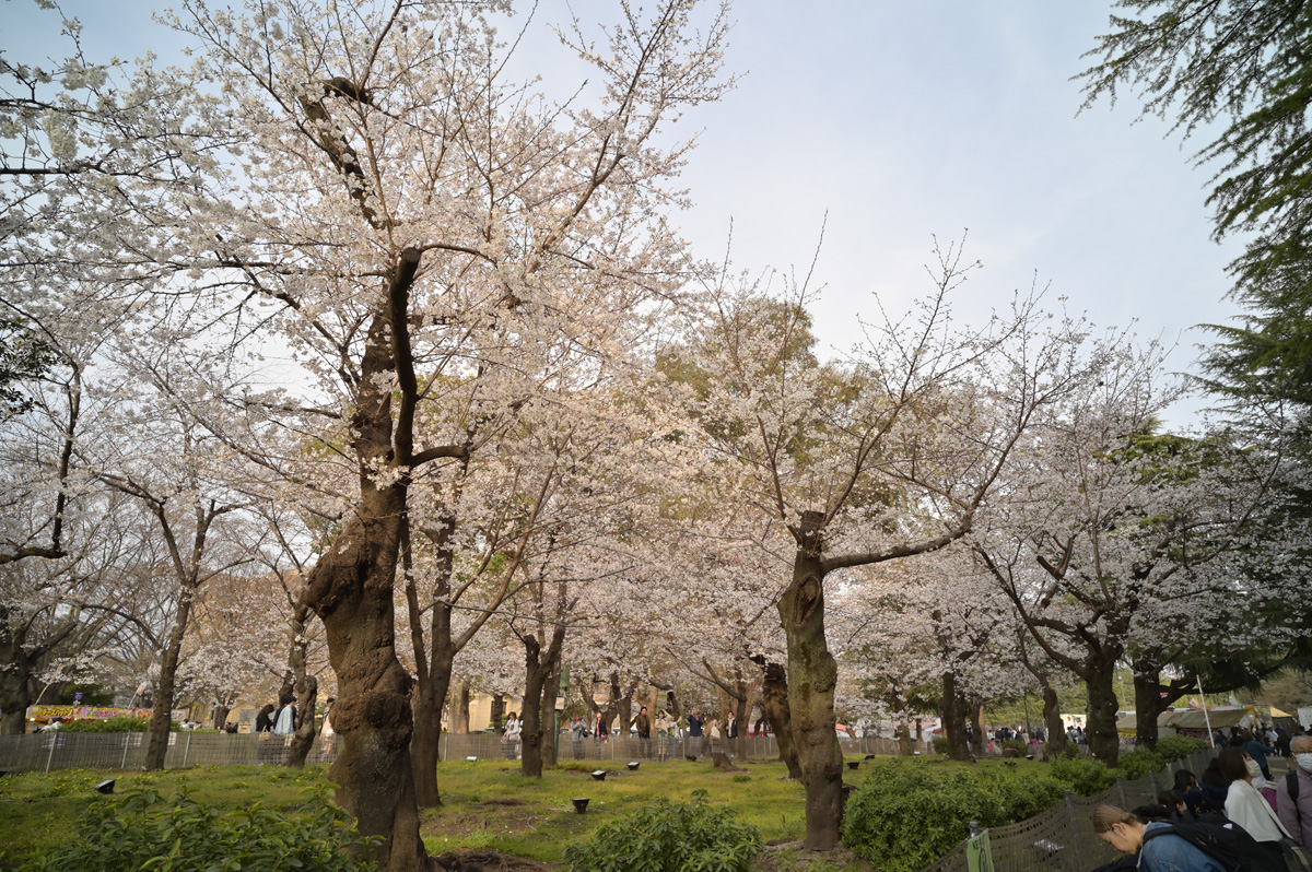【写真5の2】鶴舞公園の桜（名古屋市昭和区）：Nikon Z6、Voigtlander COLOR-SKOPAR 21mm F4 P、F5.6、絞り優先AE、1/80秒、ISO-AUTO(ISO 100)、AWB、マルチパターン測光、 マニュアルフォーカス（MF）、手ぶれ補正ON（ノーマル）、高感度ノイズ低減：標準、ピクチャーコントロール：ポートレート、手持ち撮影、Rayqual LM-NZマウントアダプター、Kenko PRO1D plus プロテクター(W)フィルター、専用フード、RAW（NEF）画像をNX Studio 1.8.0でアクティブDライティング：より強めに現像したものをJPEG化リサイズ