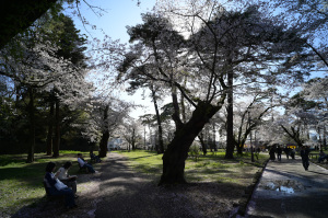 【写真5】大宮公園の桜(ソメイヨシノ)(さいたま市大宮区):Nikon Z6、Voigtlander COLOR-SKOPAR 21mm F4 P、F8、絞り優先AE、1/160秒、ISO-AUTO(ISO 100)、AWB、マルチパターン測光、 マニュアルフォーカス(MF)、手ぶれ補正ON(ノーマル)、高感度ノイズ低減:標準、ピクチャーコントロール:ポートレート、手持ち撮影、SHOTEN LM-NZ E電子接点付きマウントアダプター、Kenko PRO1D plus プロテクター(W)フィルター、専用フード、JPEGからリサイズのみ 【写真5】大宮公園の桜(ソメイヨシノ)(さいたま市大宮区):Nikon Z6、Voigtlander COLOR-SKOPAR 21mm F4 P、F8、絞り優先AE、1/160秒、ISO-AUTO(ISO 100)、AWB、マルチパターン測光、 マニュアルフォーカス(MF)、手ぶれ補正ON(ノーマル)、高感度ノイズ低減:標準、ピクチャーコントロール:ポートレート、手持ち撮影、SHOTEN LM-NZ E電子接点付きマウントアダプター、Kenko PRO1D plus プロテクター(W)フィルター、専用フード、JPEGからリサイズのみ