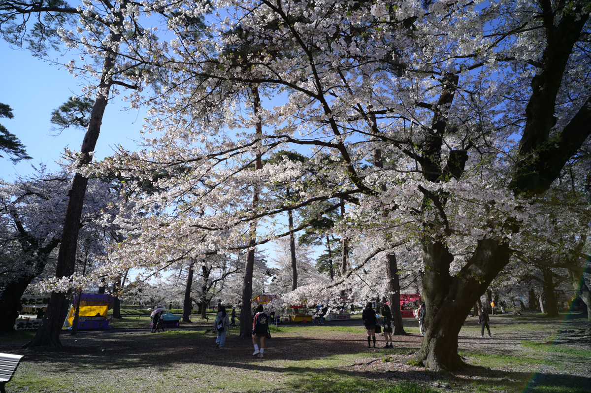 【写真6】大宮公園の桜（ソメイヨシノ）（さいたま市大宮区）：Nikon Z6、Voigtlander COLOR-SKOPAR 21mm F4 P、F8、絞り優先AE、1/160秒、ISO-AUTO(ISO 100)、AWB、マルチパターン測光、 マニュアルフォーカス（MF）、手ぶれ補正ON（ノーマル）、高感度ノイズ低減：標準、ピクチャーコントロール：ポートレート、手持ち撮影、SHOTEN LM-NZ E電子接点付きマウントアダプター、Kenko PRO1D plus プロテクター(W)フィルター、専用フード、JPEGからリサイズのみ