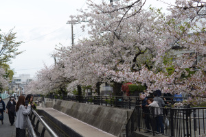 【写真】二ヶ領用水(神奈川県川崎市中原区):Nikon D610、Ai AF Zoom-Nikkor ED 70-300mm F4-5.6D、70mm、F7.1、絞り優先AE、1/160秒、ISO-AUTO(ISO 125)、AWB、ピクチャーコントロール:ポートレート、マルチパターン測光、AF-A、ダイナミックAF9点、高感度ノイズ低減:標準、手持ち撮影、Nikon L37cフィルター、バヨネットフード HB-15、JPEGをリサイズ 【写真】二ヶ領用水(神奈川県川崎市中原区):Nikon D610、Ai AF Zoom-Nikkor ED 70-300mm F4-5.6D、70mm、F7.1、絞り優先AE、1/160秒、ISO-AUTO(ISO 125)、AWB、ピクチャーコントロール:ポートレート、マルチパターン測光、AF-A、ダイナミックAF9点、高感度ノイズ低減:標準、手持ち撮影、Nikon L37cフィルター、バヨネットフード HB-15、JPEGをリサイズ